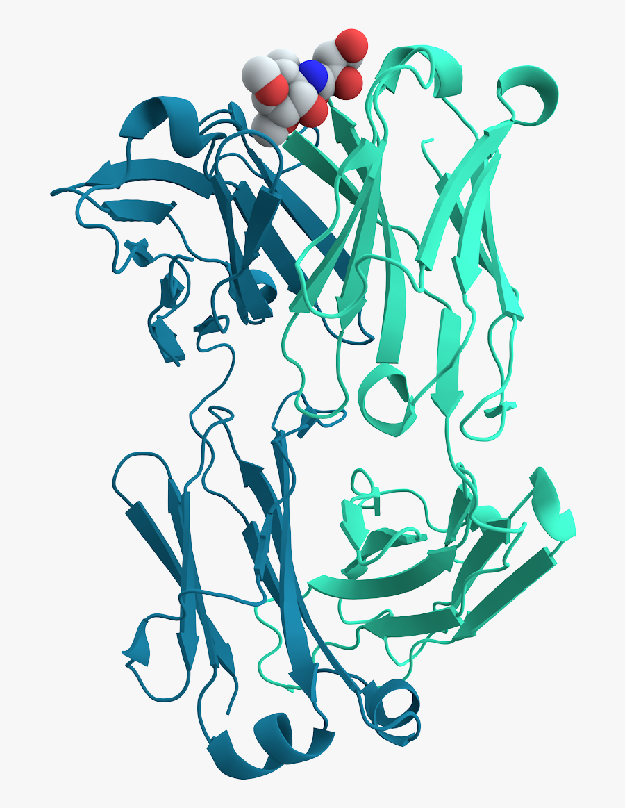 Transparent Antibody Png - Protein Cell Transparent, Transparent Clipart