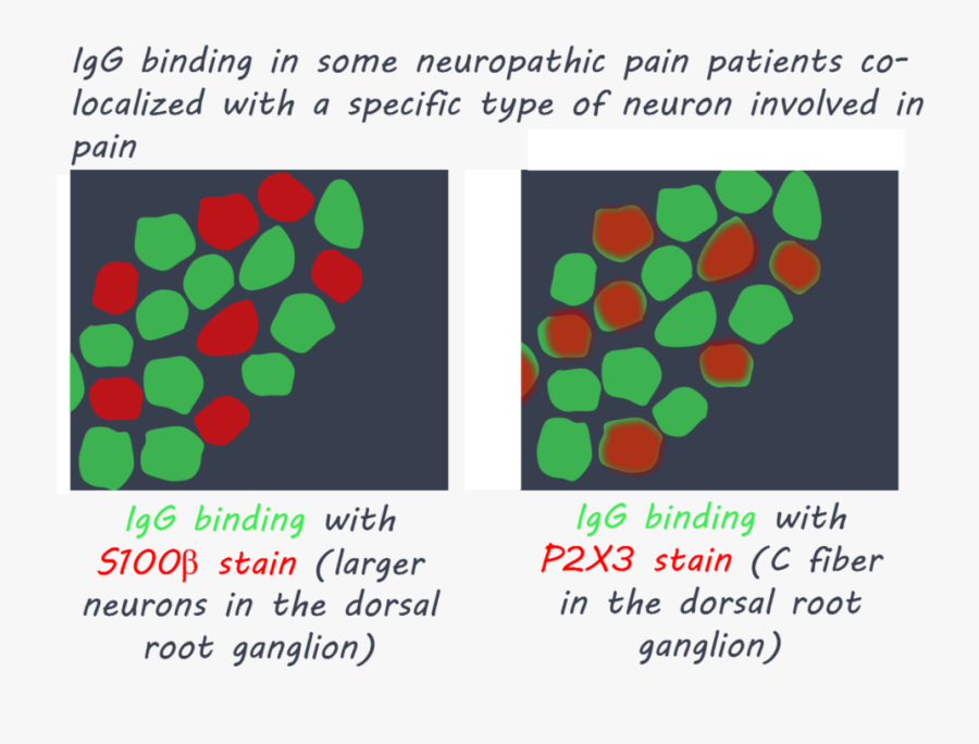 Antibody Png -igg1800 - Circle, Transparent Clipart