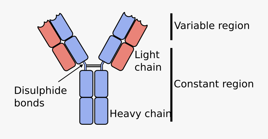 Transparent Antibody Png - Monoclonal Antibody Light Chain, Transparent Clipart