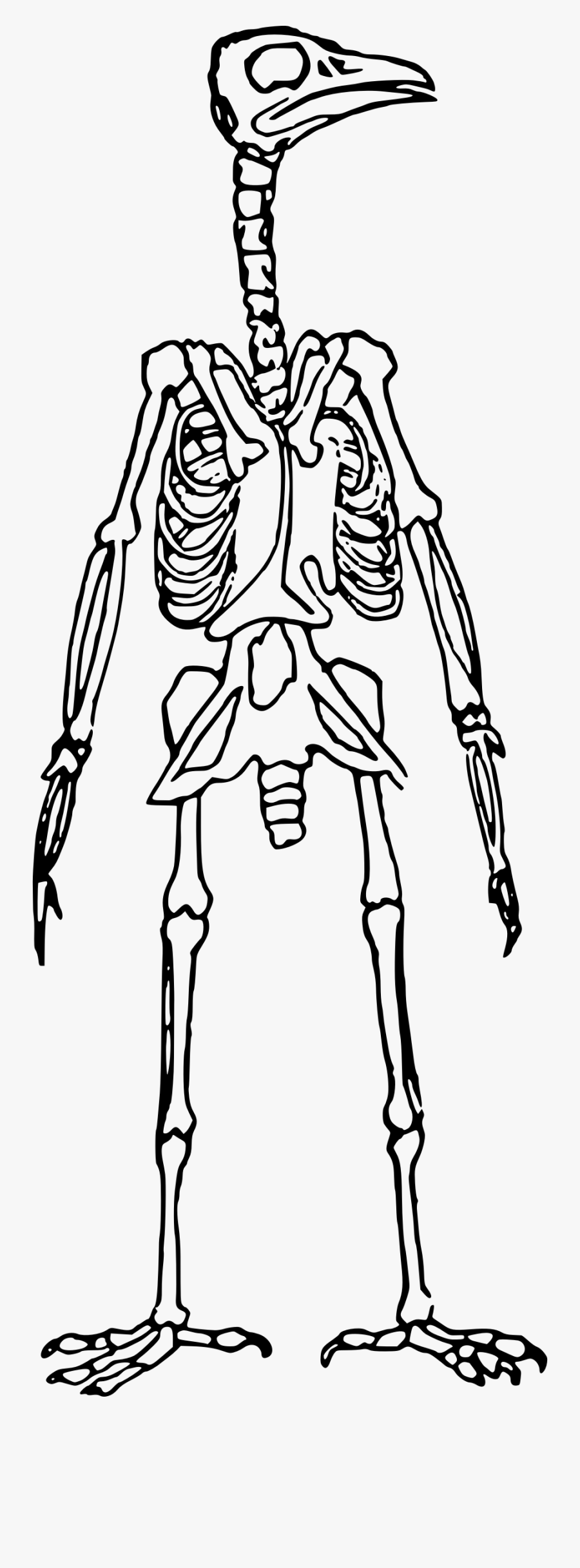 Skeleton Standing Big Image - Bird Skeleton Clip Art, Transparent Clipart