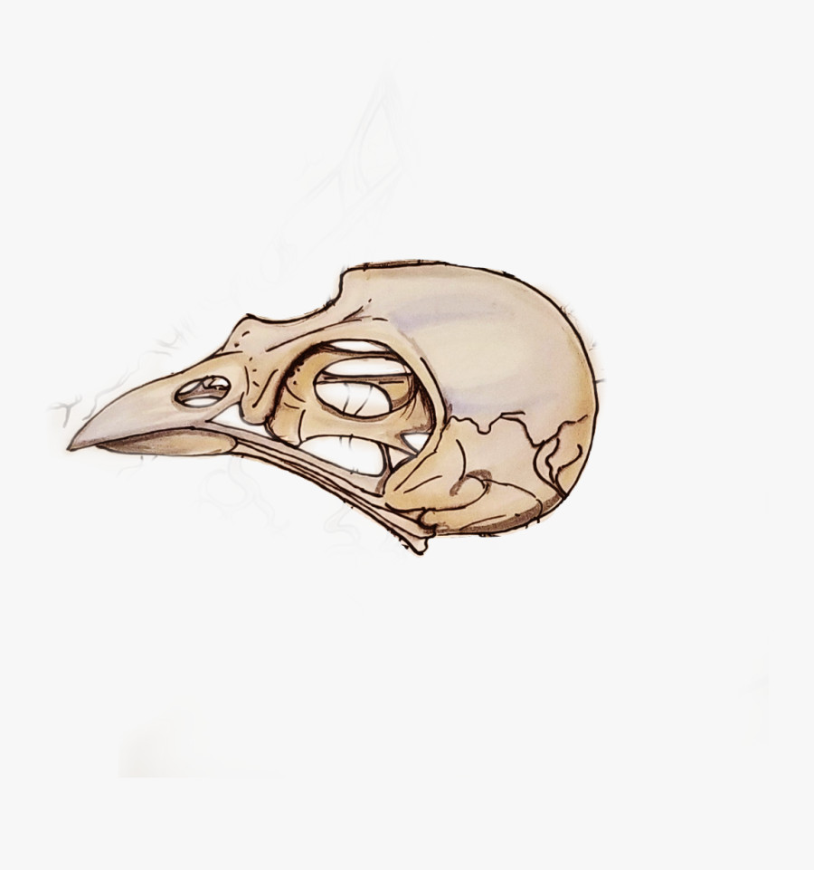 Transparent Bird Skull Clipart - Drawings Of Bird Skull, Transparent Clipart