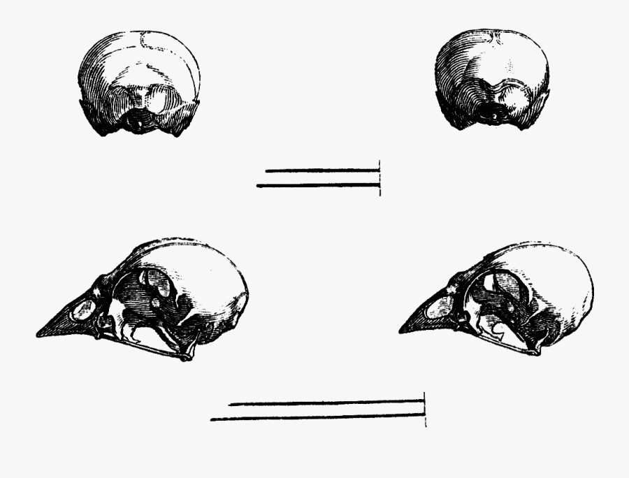 Vintage Skulls Oh So - Clip Art, Transparent Clipart