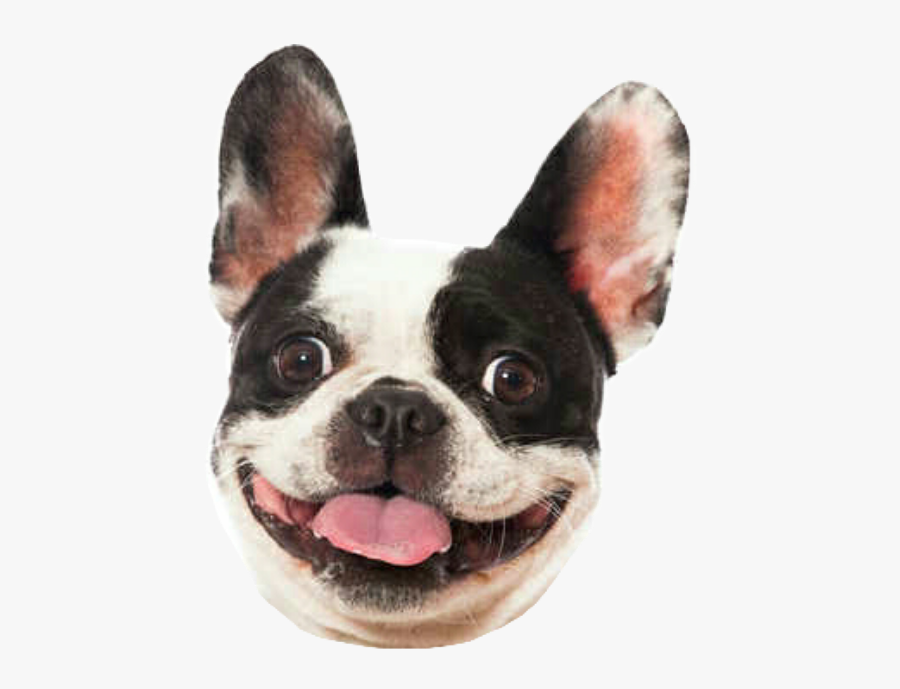 #dog #smile #bulldog #frenchbulldog #frenchie #frenchy - World Smile Day Dog, Transparent Clipart
