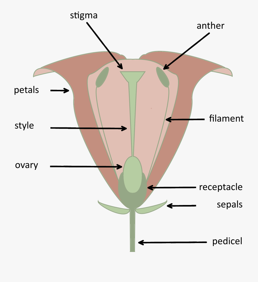 Bougainvillea Drawing Labelled Diagram - Insect, Transparent Clipart