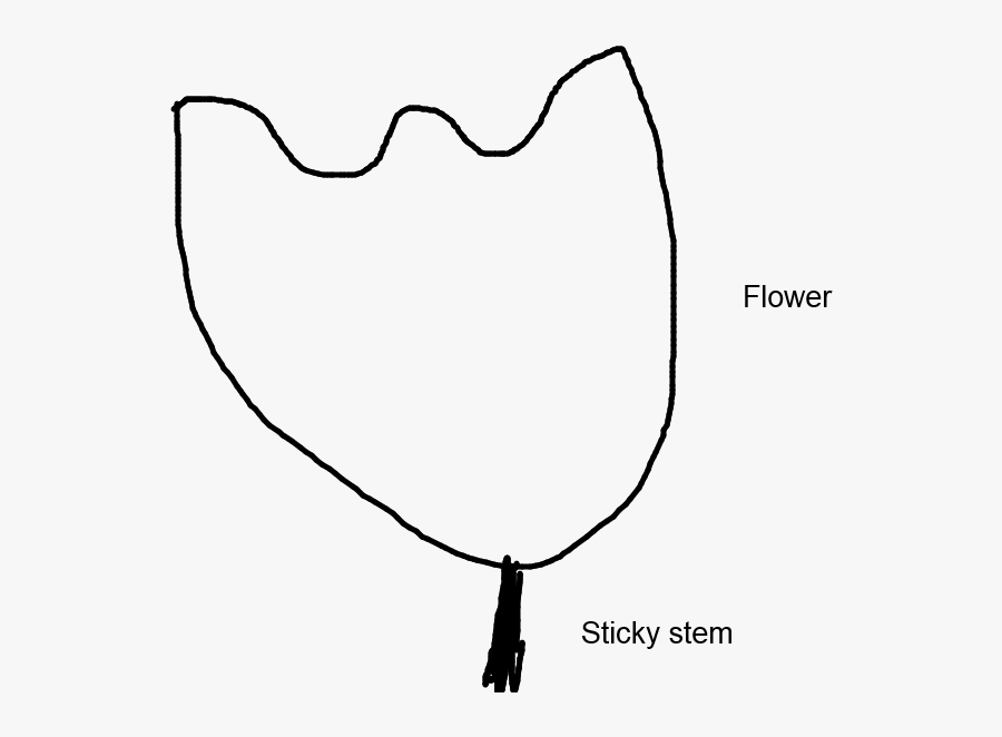 Diagram Of A Mountain Laurel Flower Clipart , Png Download - Line Art, Transparent Clipart