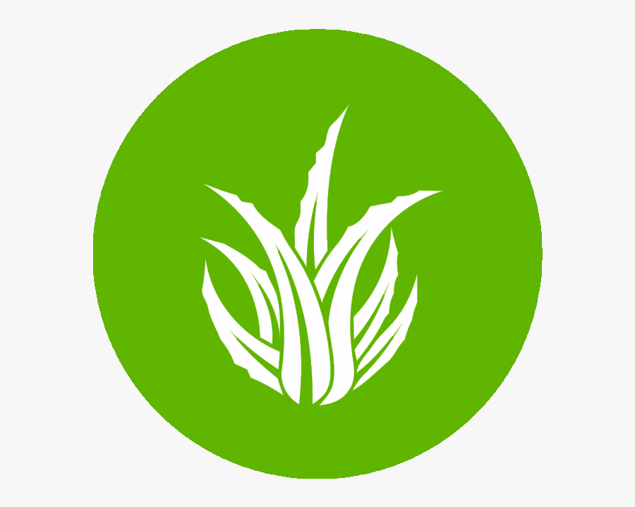 Aloe Vera - Aloe Vera Imágenes Png, Transparent Clipart