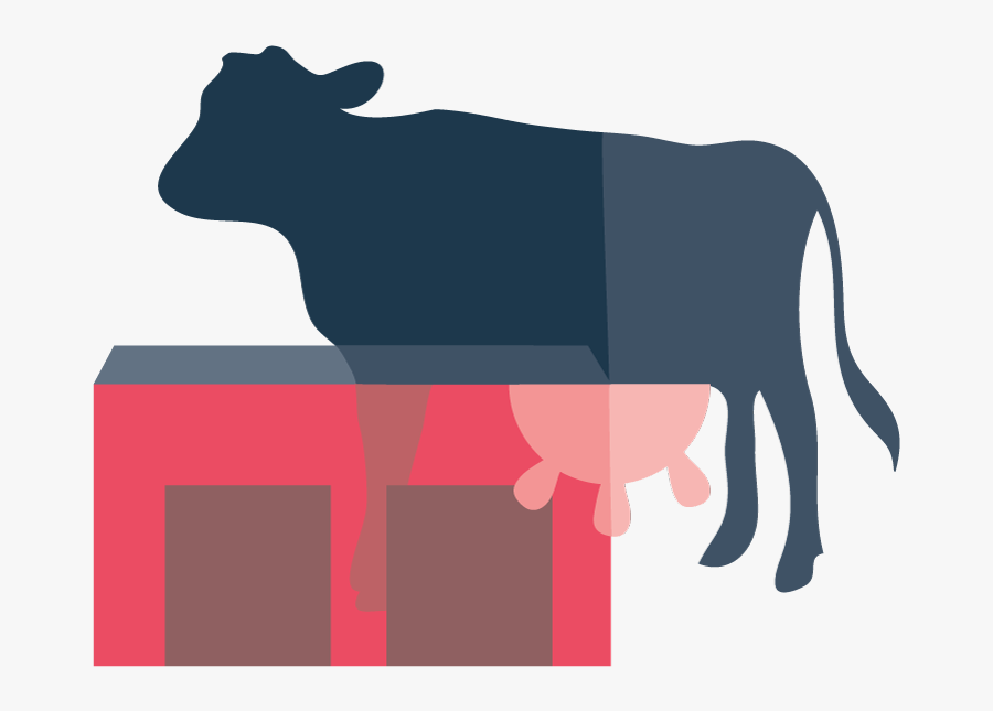 The Unh Organic Dairy Research Farm, Opened In 2005, - Dairy Cow, Transparent Clipart