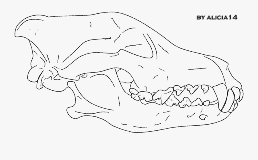 Gray Wolf Line Art Drawing Mammal Sketch - Wolf Skull Line Art, Transparent Clipart