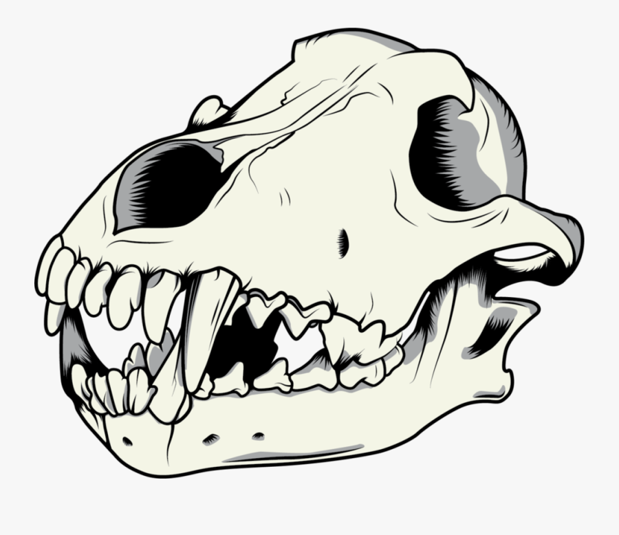 Gray Wolf Drawing Skull - Wolf Skull Png, Transparent Clipart