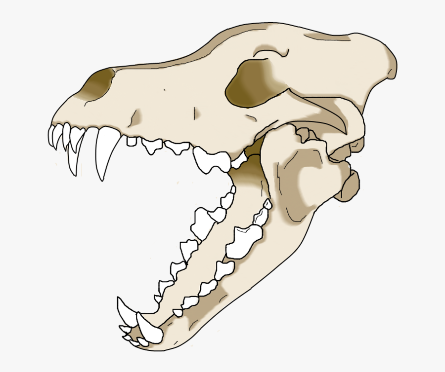 Gray Wolf Skull Drawing - Wolf Skull Open Mouth, Transparent Clipart