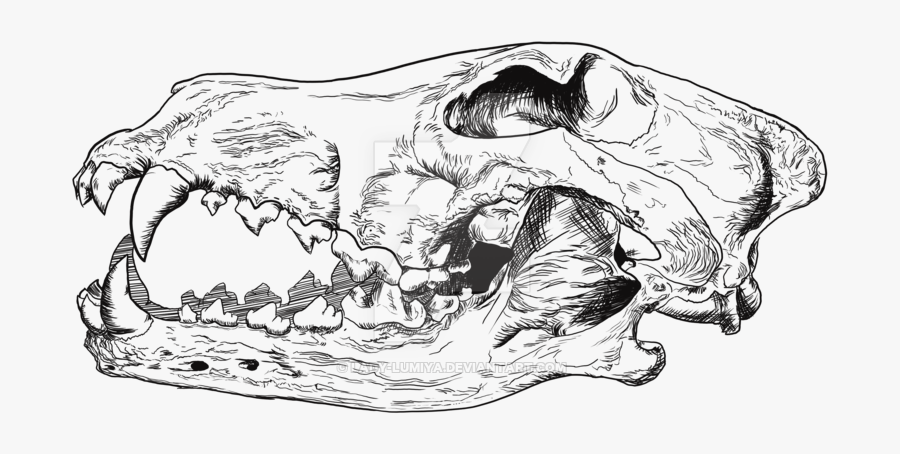 Clip Art Drawings Skeleton - Wolf Skull Line Drawing, Transparent Clipart