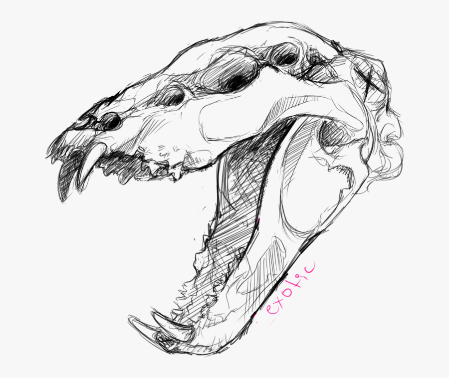 Shinlai Anatomy Study Exotic Skull By Holyfrap - Drawings Of Animal Skulls, Transparent Clipart