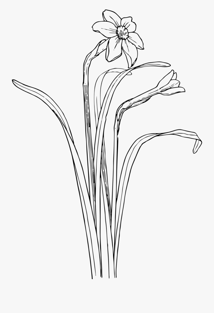 Plants Flower Bush Drawing, Transparent Clipart