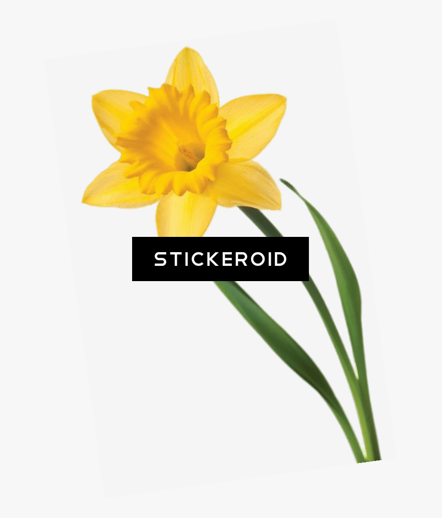 Single Daffodil Clipart , Png Download - Narcissus, Transparent Clipart