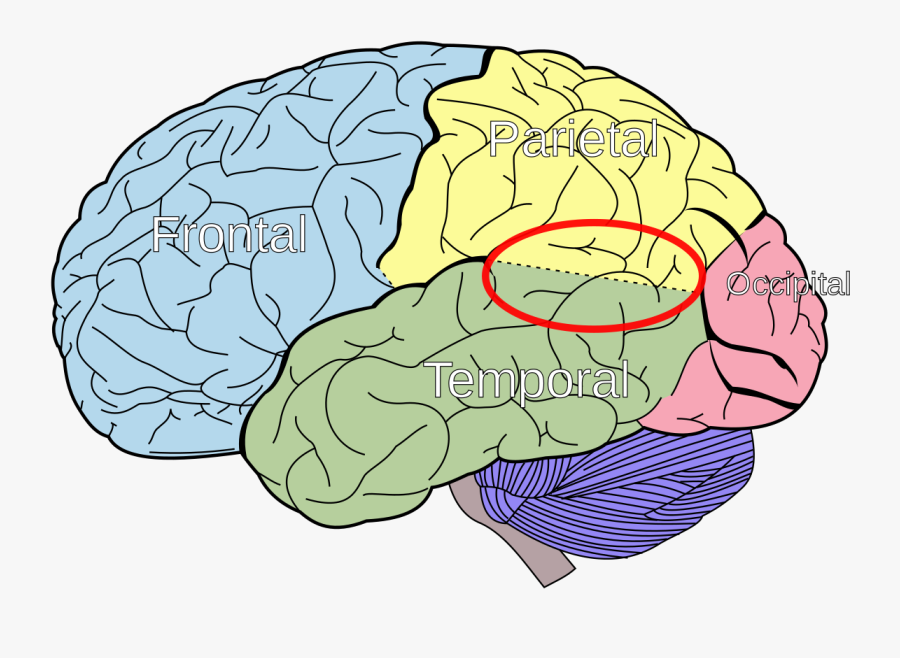 Lobes Of The Brain, Transparent Clipart
