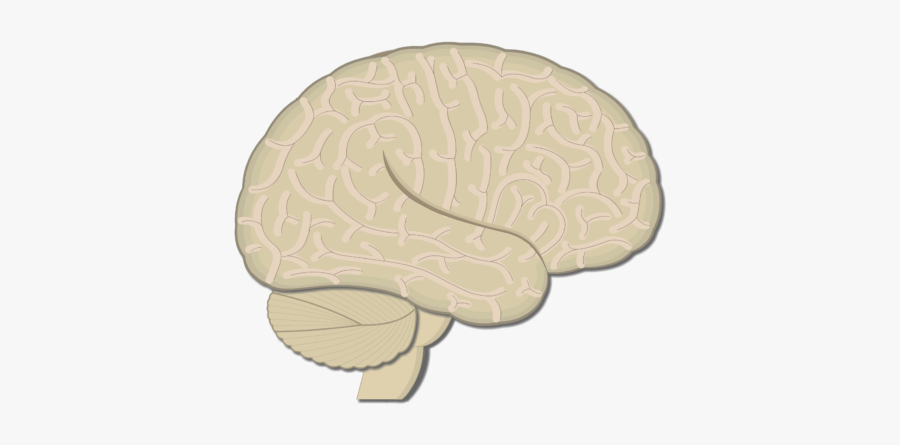 An Image Showing The Lateral View Of The Right Hemisphere - Illustration, Transparent Clipart