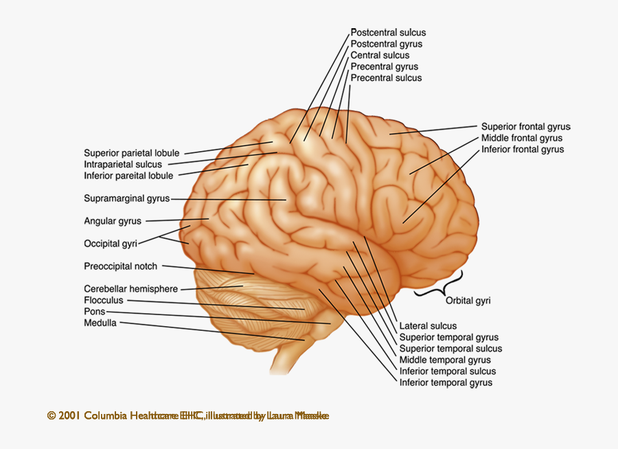 External Anatomy Of Heritance - External View Of Brain Labeled, Transparent Clipart