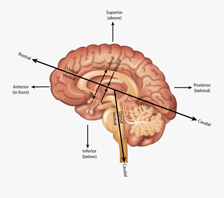 Brain Locations - Brain Nervous System, Transparent Clipart