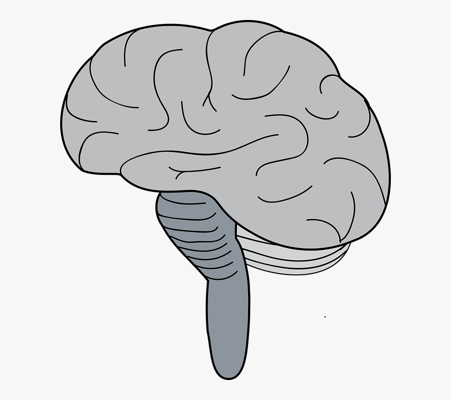 Brain, Cerebrum, Brainstem, Cerebellum - Line Art, Transparent Clipart