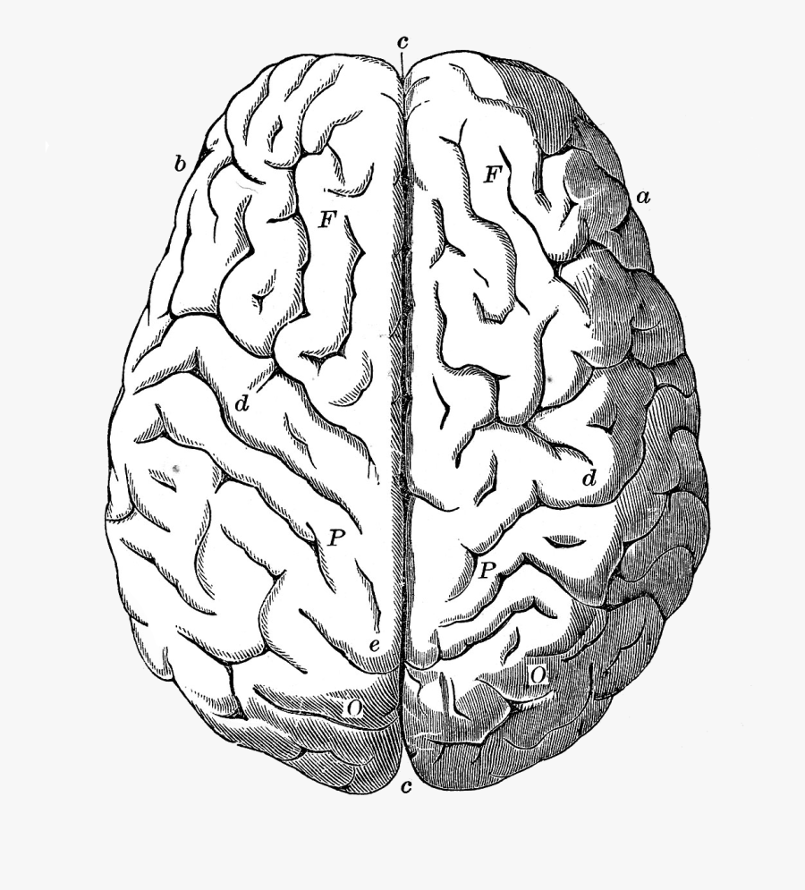 Brain Clipart Front View, Transparent Clipart
