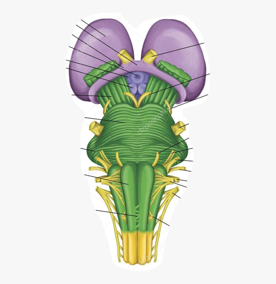 Brainstem Cranial Nerve Anatomy, Transparent Clipart
