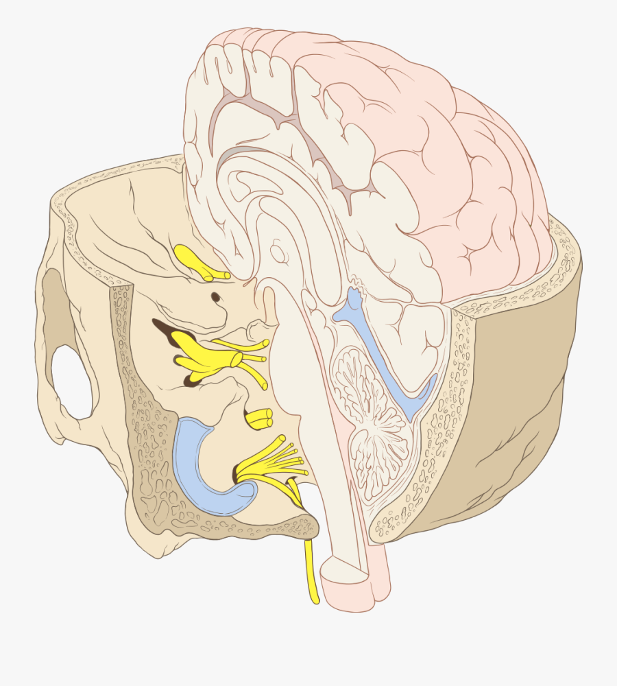 Brainstem And Base Of Skull, Transparent Clipart