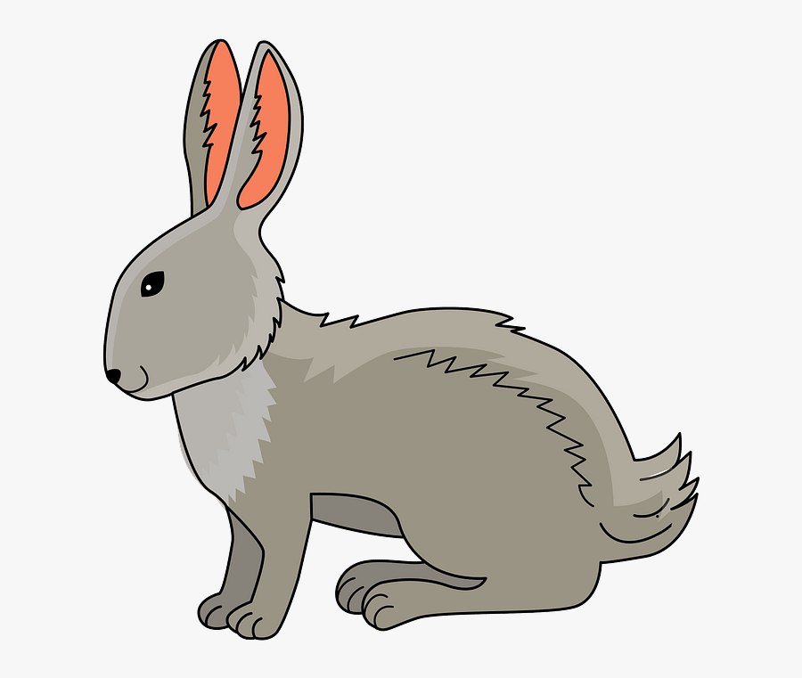Domestic Rabbit, Transparent Clipart