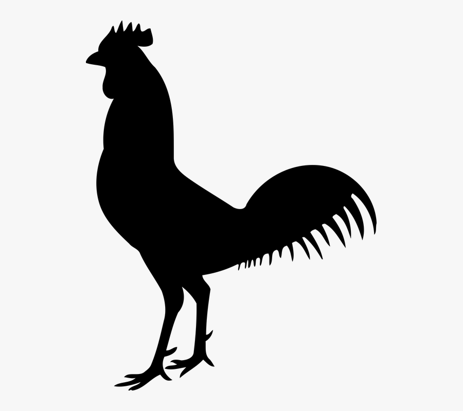Animal, Bird, Chicken, Cock, Hen, Rooster, Silhouette - Cock Png, Transparent Clipart