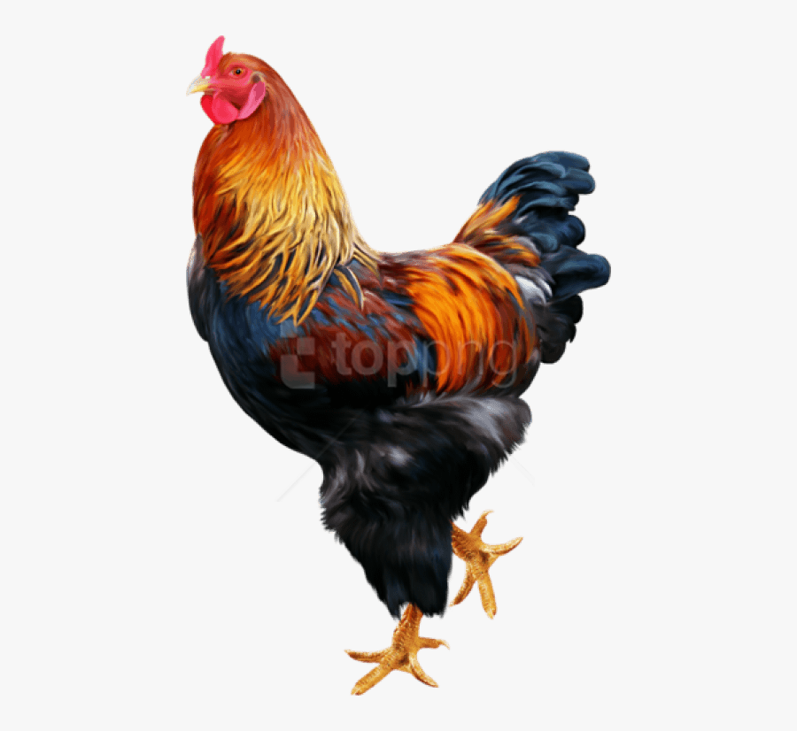 Free Png Download Cock Png Images Background Png Images - Galinha E Pintinho Png, Transparent Clipart