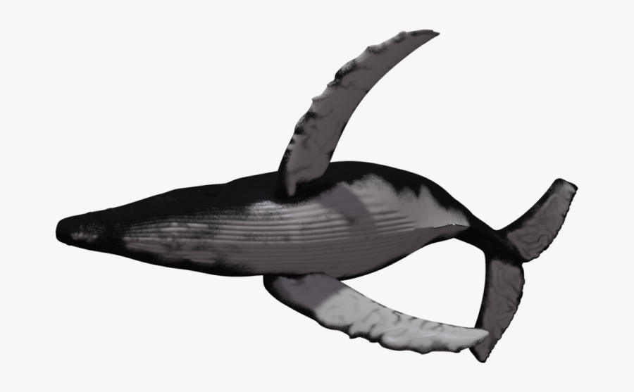 Humpback Whale Clipart Hump - Humpback Whale Png, Transparent Clipart