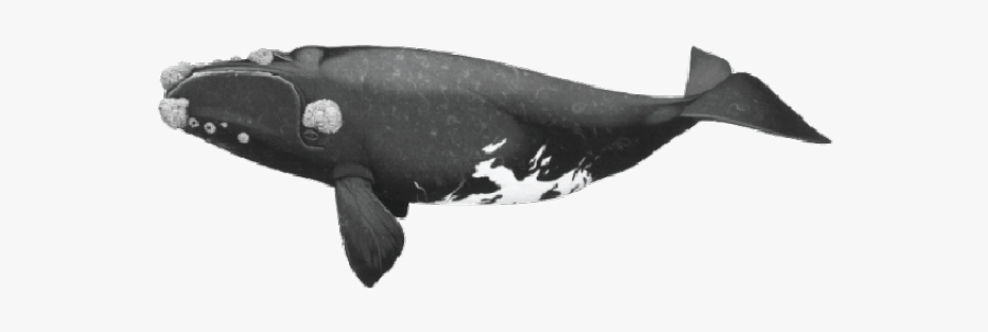 Humpback Whale Clipart Octopus - Drawing Southern Right Whale, Transparent Clipart