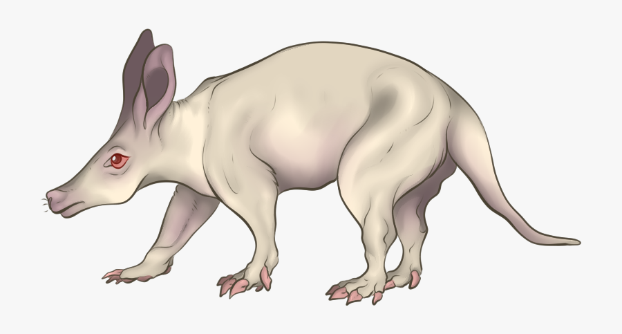 Albino By The Capital Transparent Background - Kangaroo, Transparent Clipart