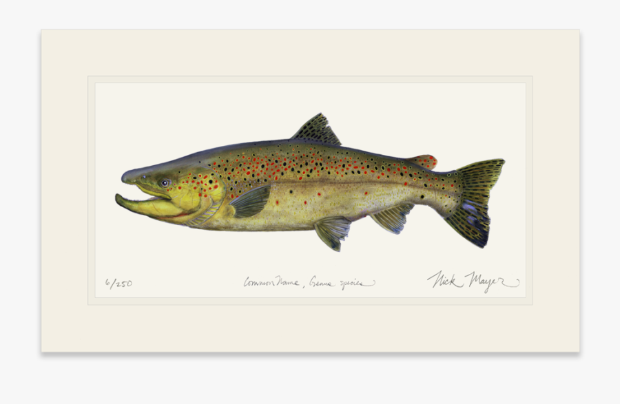 Clip Art Brown Trout Pictures - New England Trout, Transparent Clipart