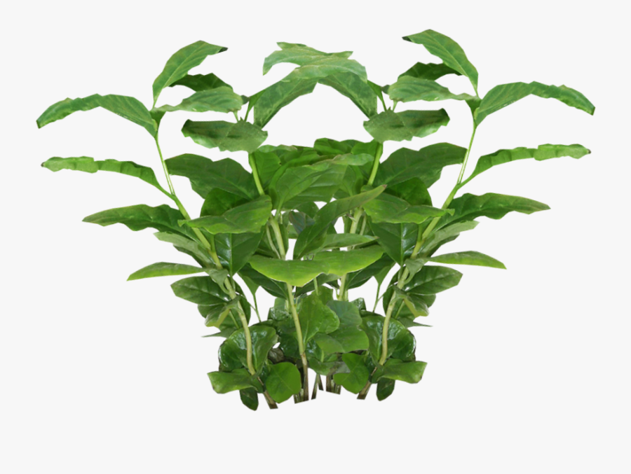 Plant Transparent Png, Transparent Clipart