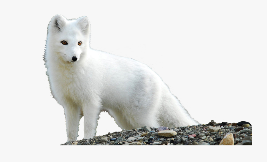 Arctic Fox Transparent Background, Transparent Clipart