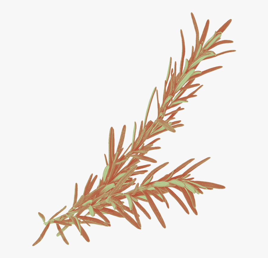 A Sprig Of Rosemary - Grass, Transparent Clipart