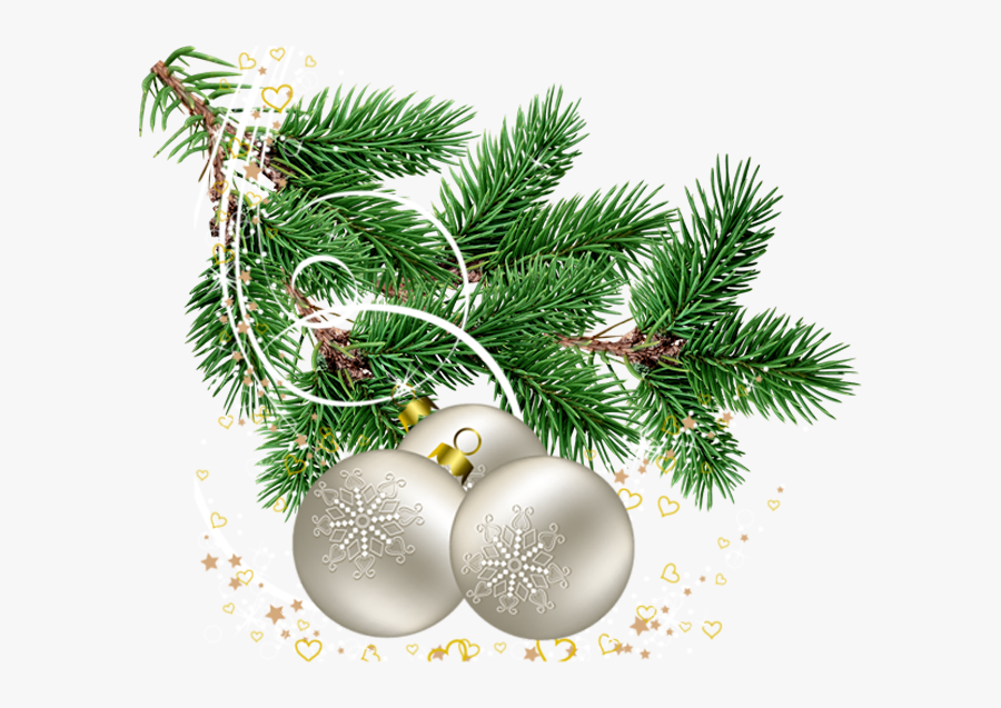Pine Tree Branches Png, Transparent Clipart