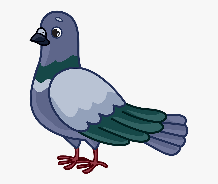 Rock Dove, Transparent Clipart