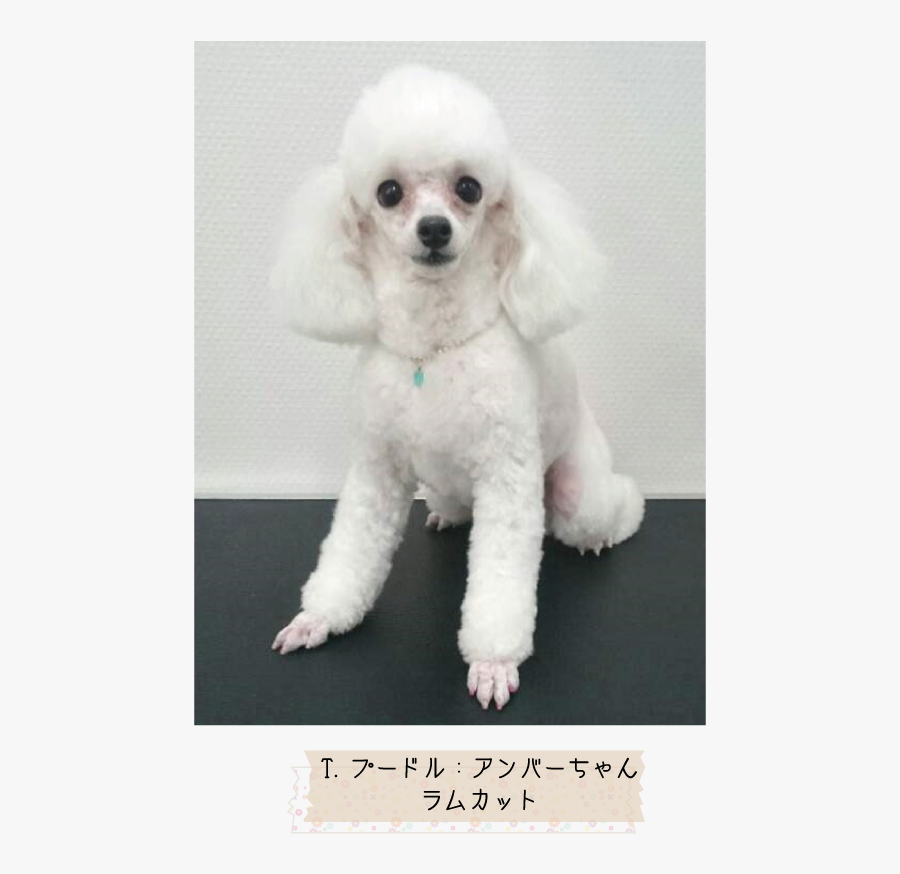 Miniature Poodle Toy Poodle Standard Poodle Puppy - Toy Poodle, Transparent Clipart