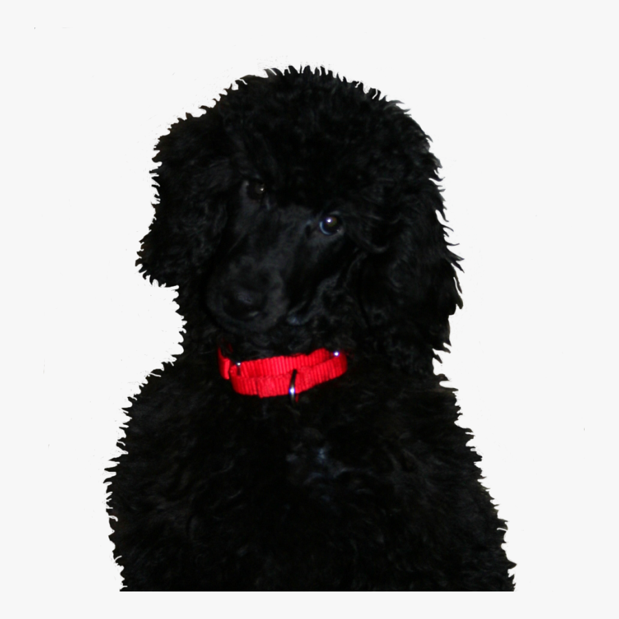 Transparent Maltipoo Clipart - Standard Poodle, Transparent Clipart
