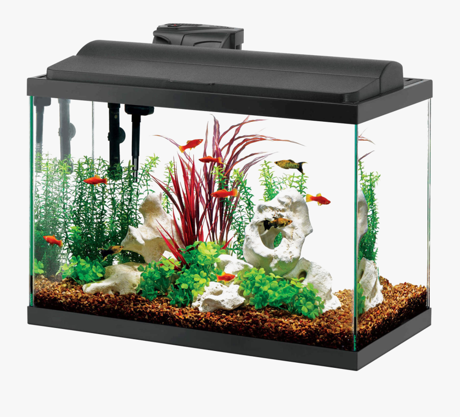 Aquarium Fish Tank Png - 20 30 Gallon Fish Tank, Transparent Clipart
