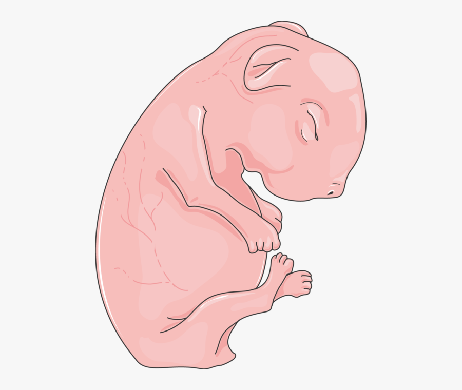 Souriceau - Cartoon, Transparent Clipart