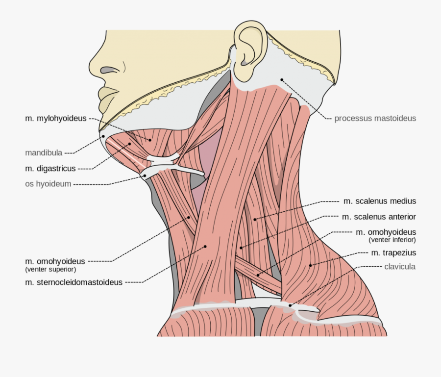Accessory Muscles Of Breathing - Scalene Muscles, Transparent Clipart