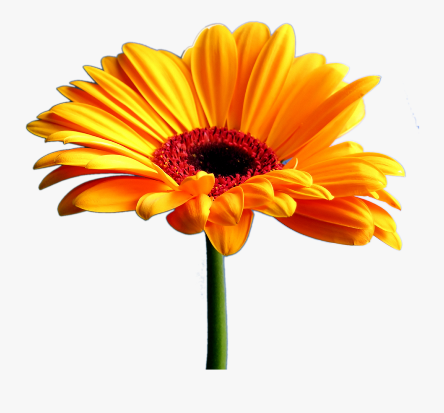 Marigold Clipart Flower Tumblr Pencil And In Color - Gerbera Png, Transparent Clipart