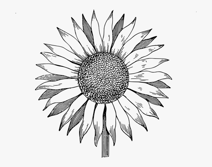 Sunflower Clipart Black And White Free Transparent Clipart