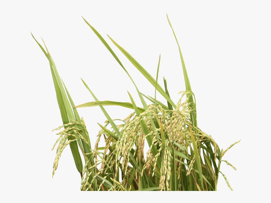 Rice Tree Png - Rice Plant No Background, Transparent Clipart