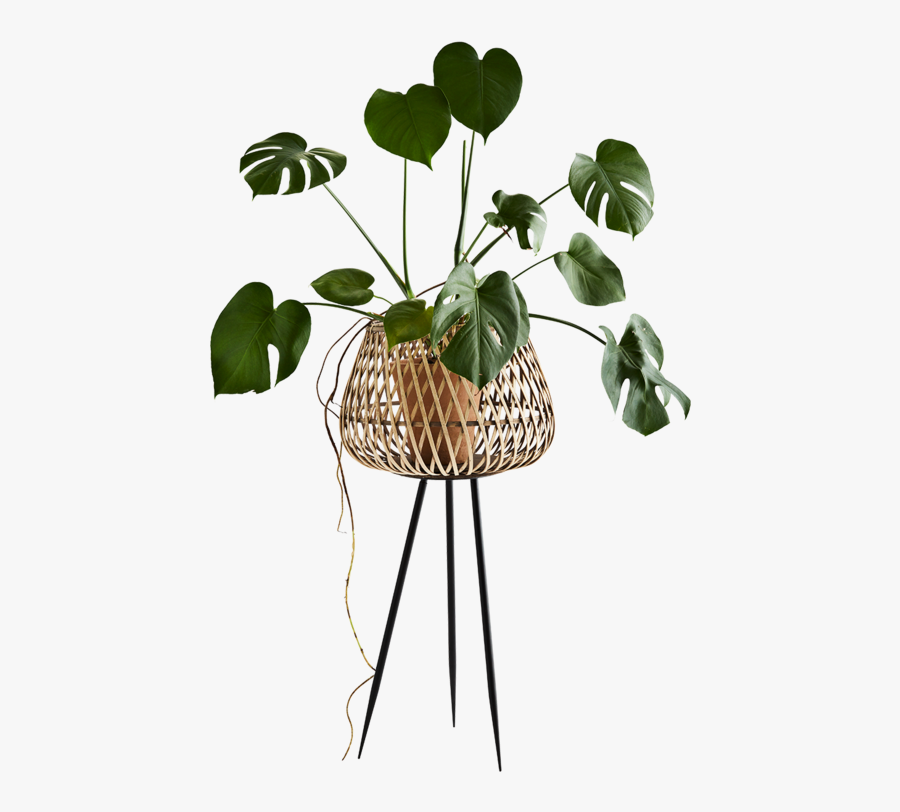 Transparent Bamboo Plant Png - Bamboo Flower Stands, Transparent Clipart