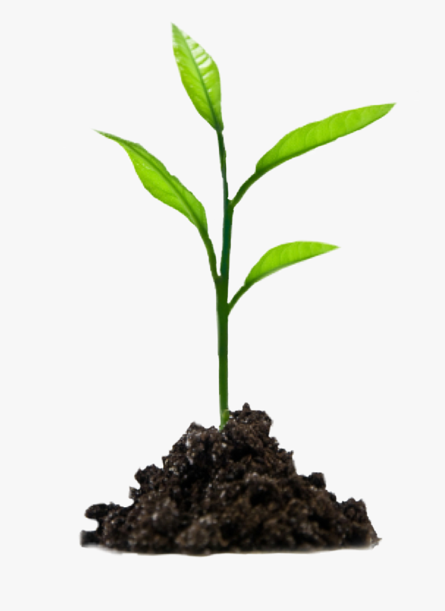 #tree #sprout #soil #green - Growing Plant Png, Transparent Clipart