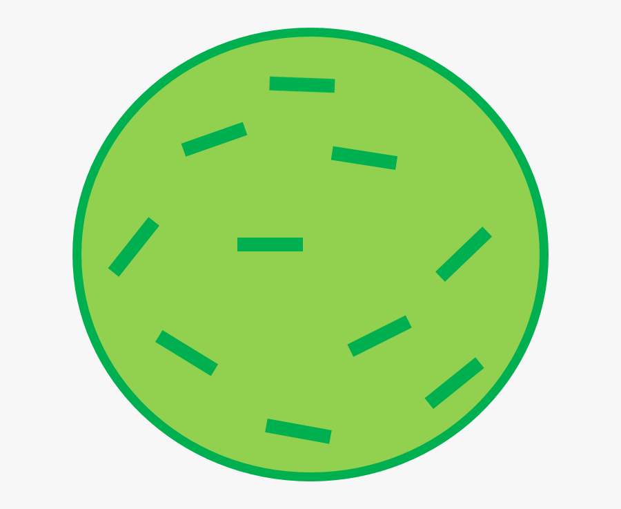 Brussel Sprout Body - Circle, Transparent Clipart