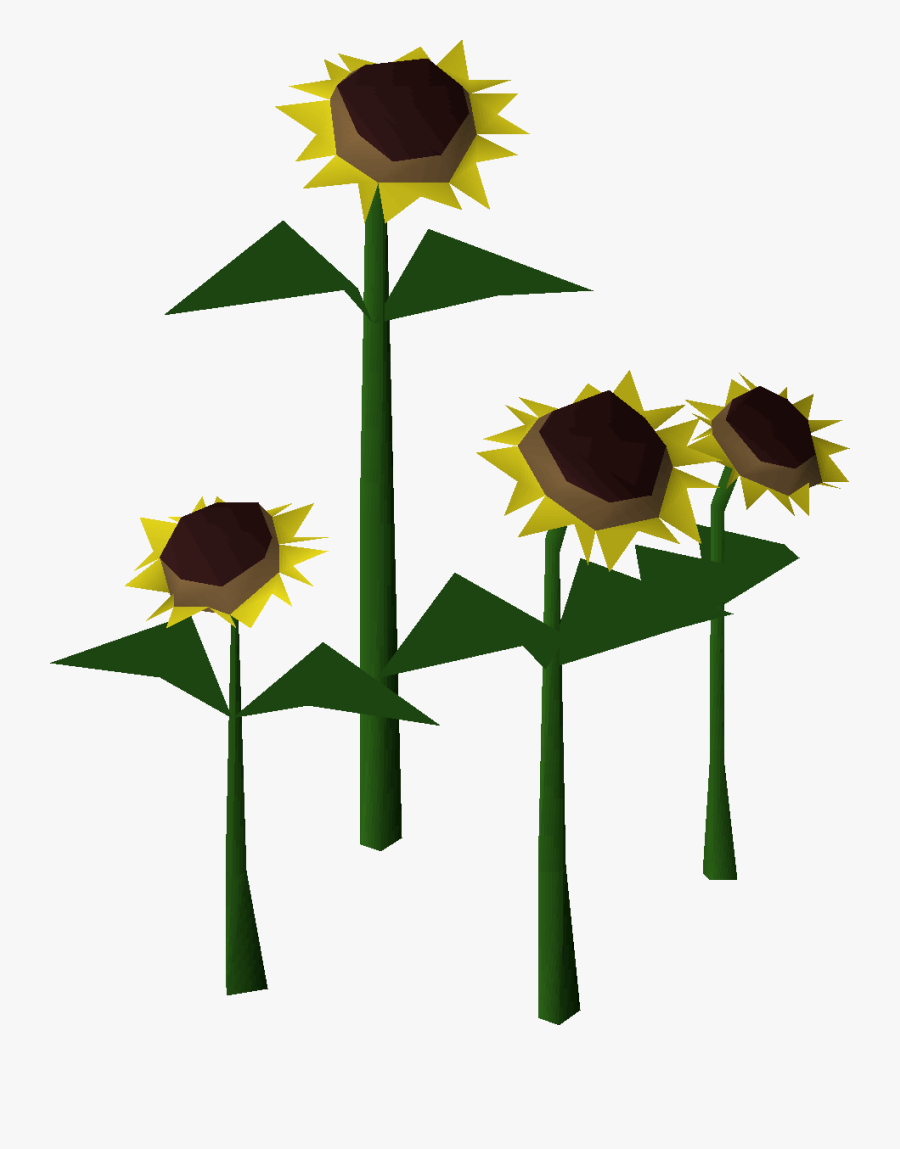 Sunflower, Transparent Clipart